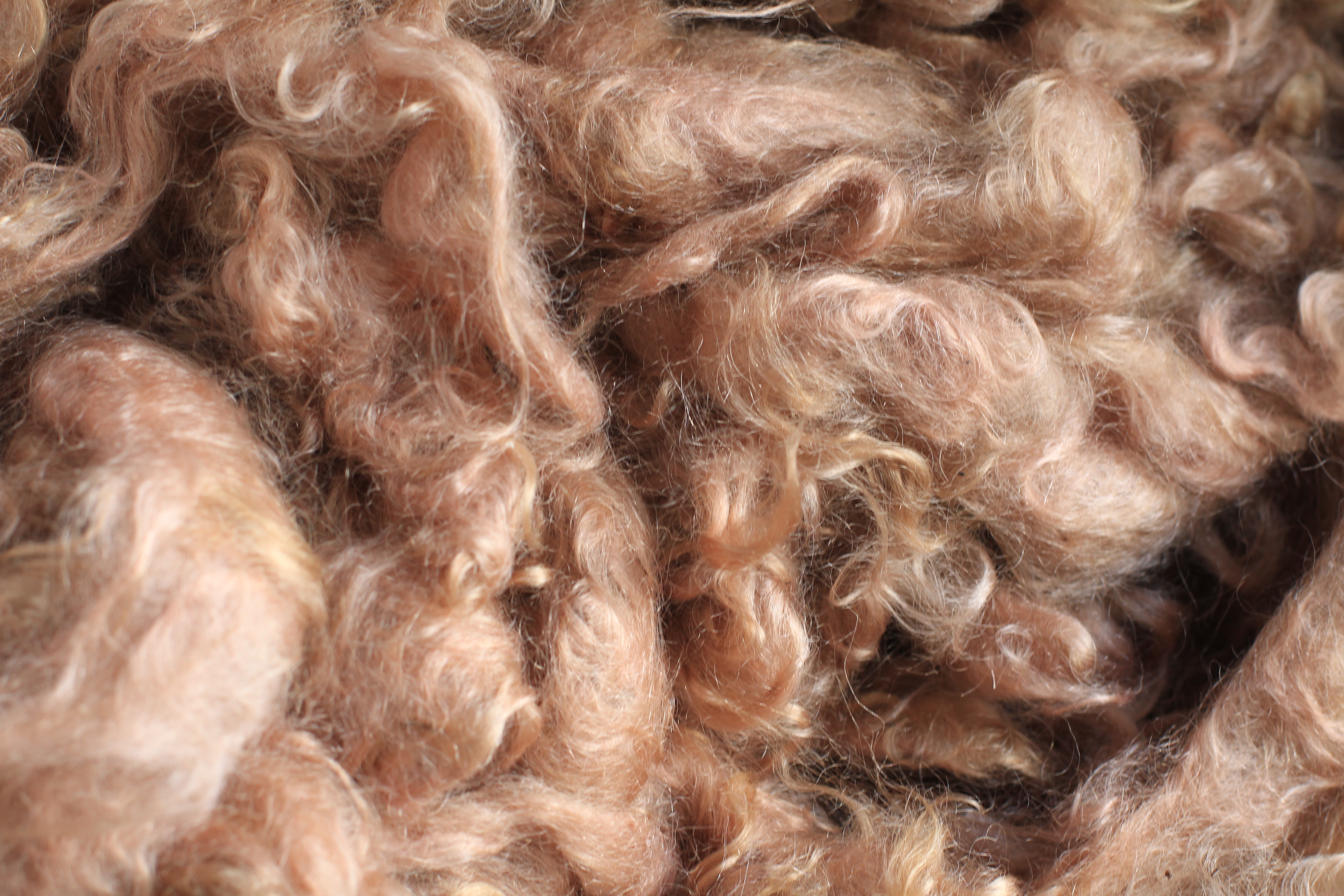 Walnut Dyed Mohair Locks Jan 2014 IMG_6398