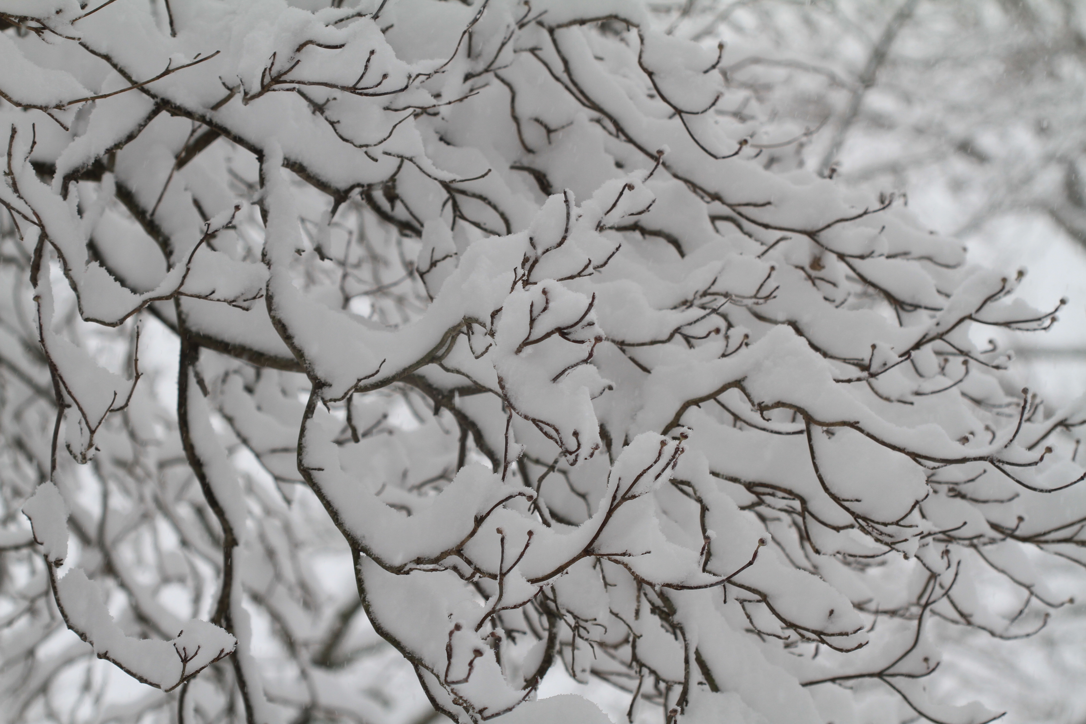 Snow on Tress IMG_6790
