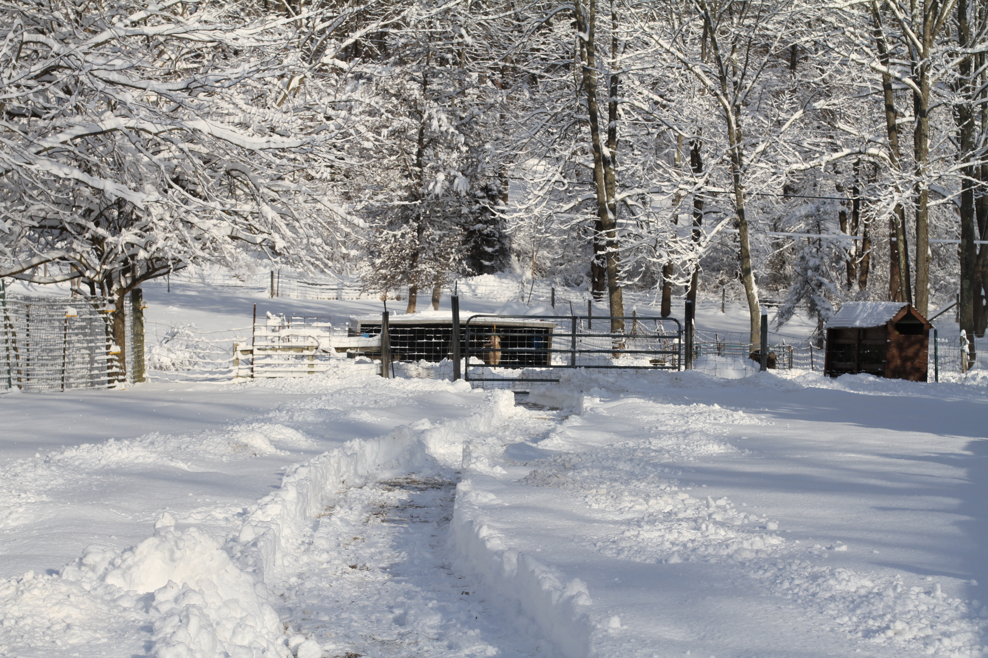 Guys Shelter after 10 Inch Snow IMG_6799