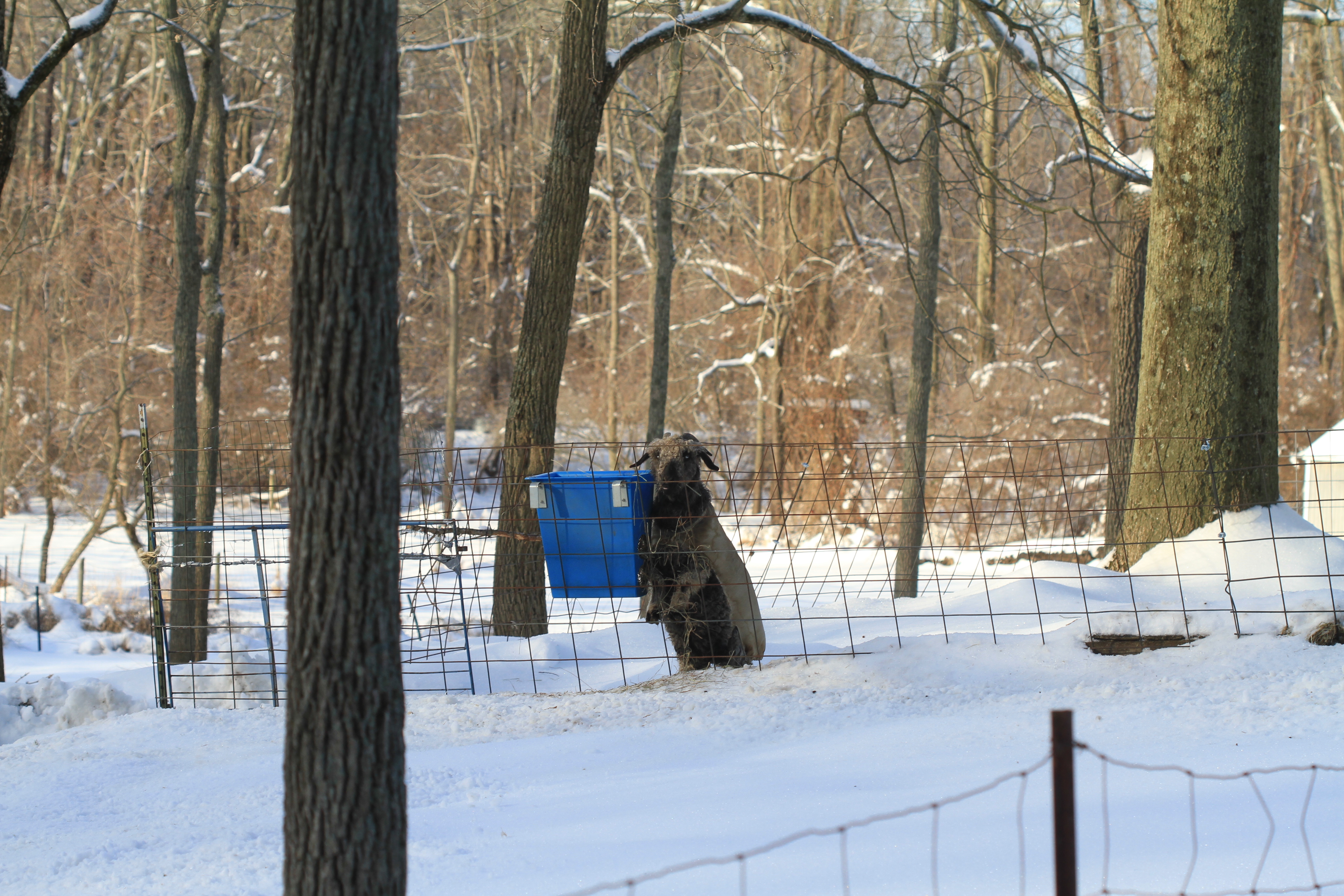 Boo in Snow IMG_6873
