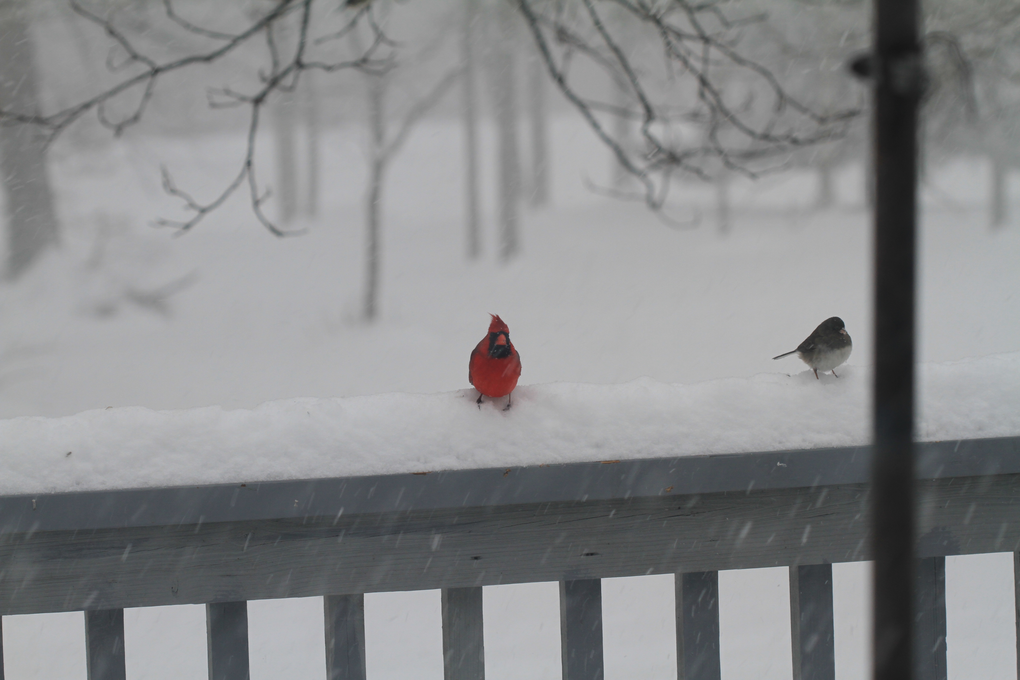 Cardianl in Snow IMG_7072