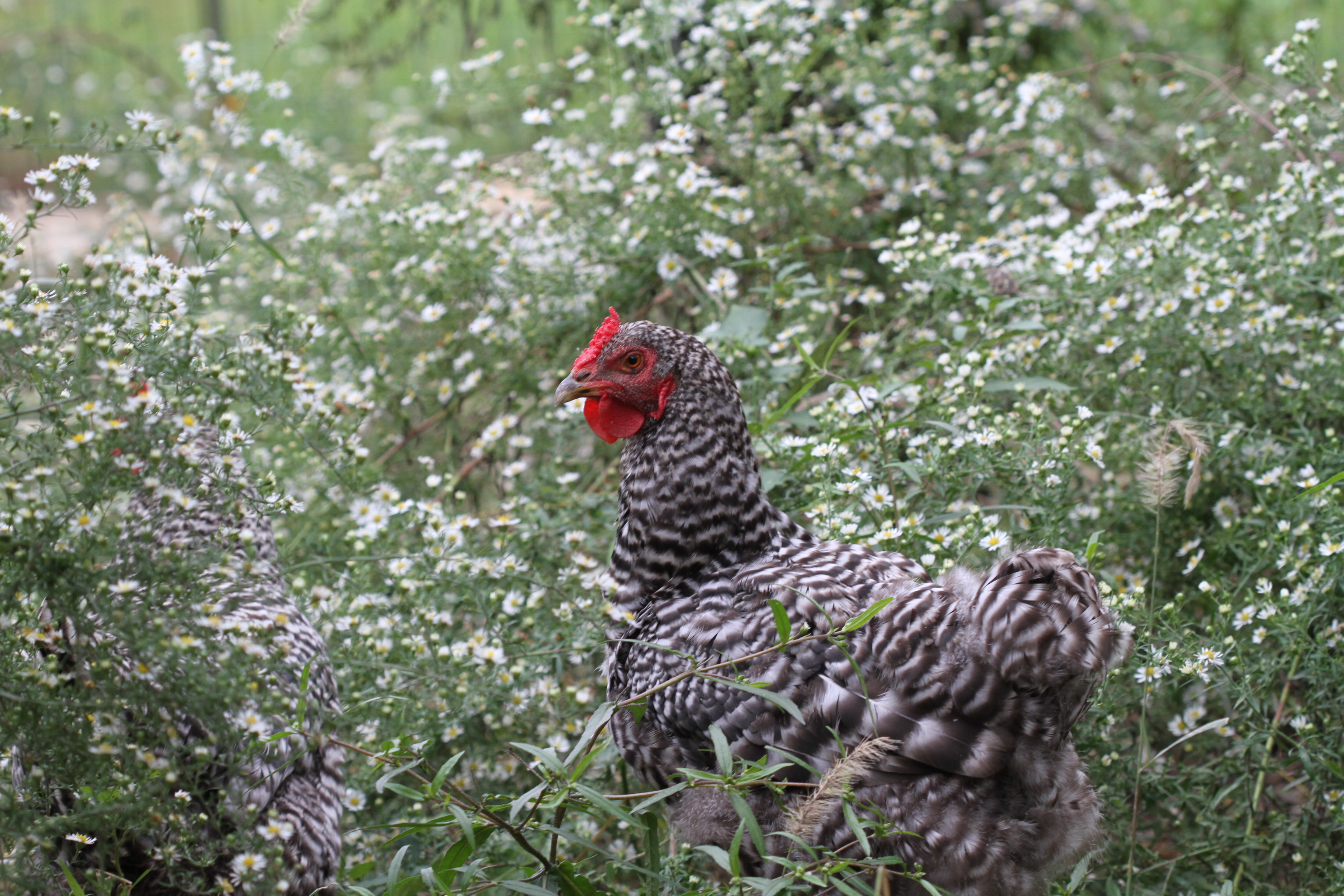 Dominique Hens in Wildflowers