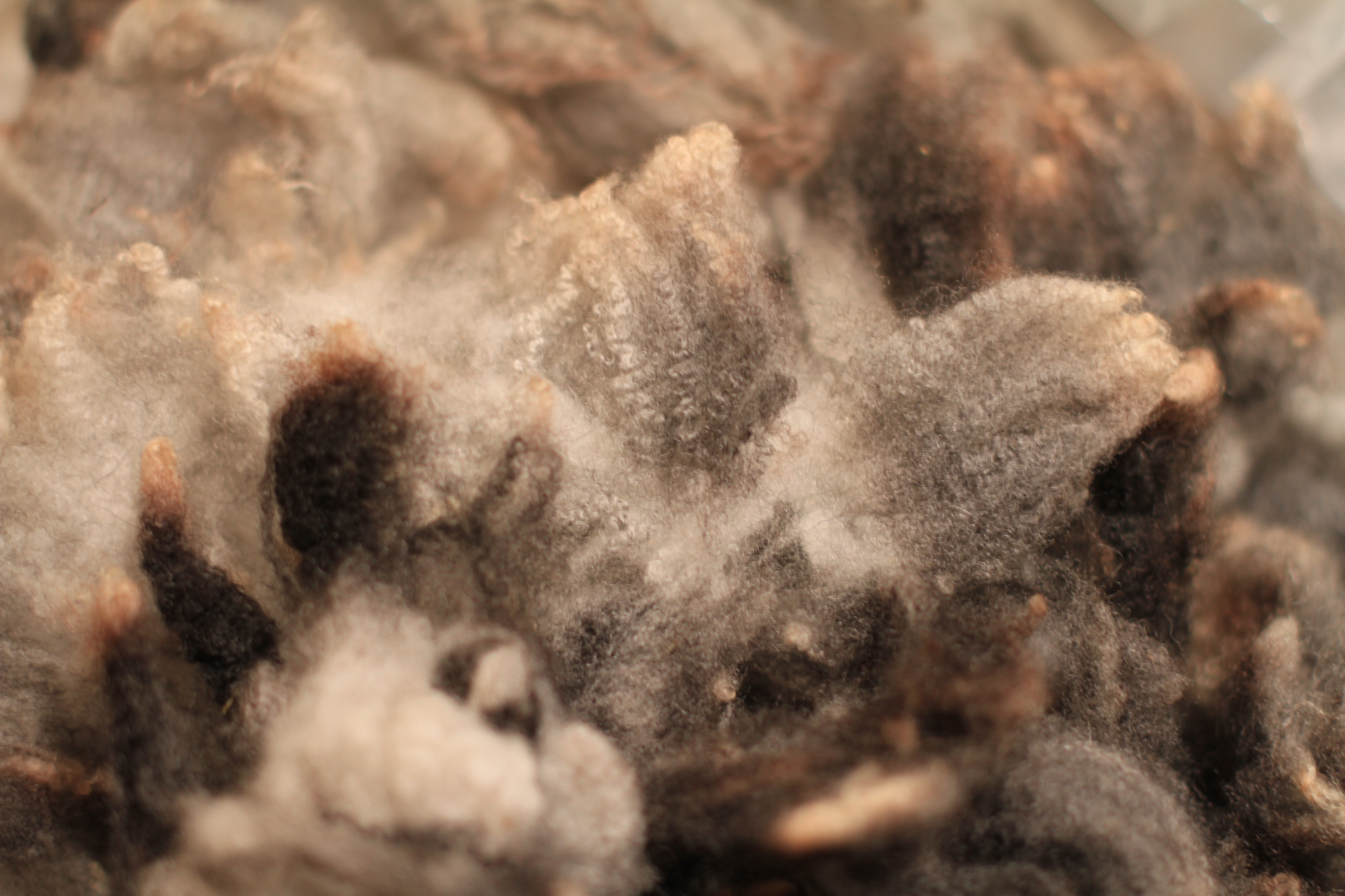 Kiss's Variegated Fleece (Cheviot)