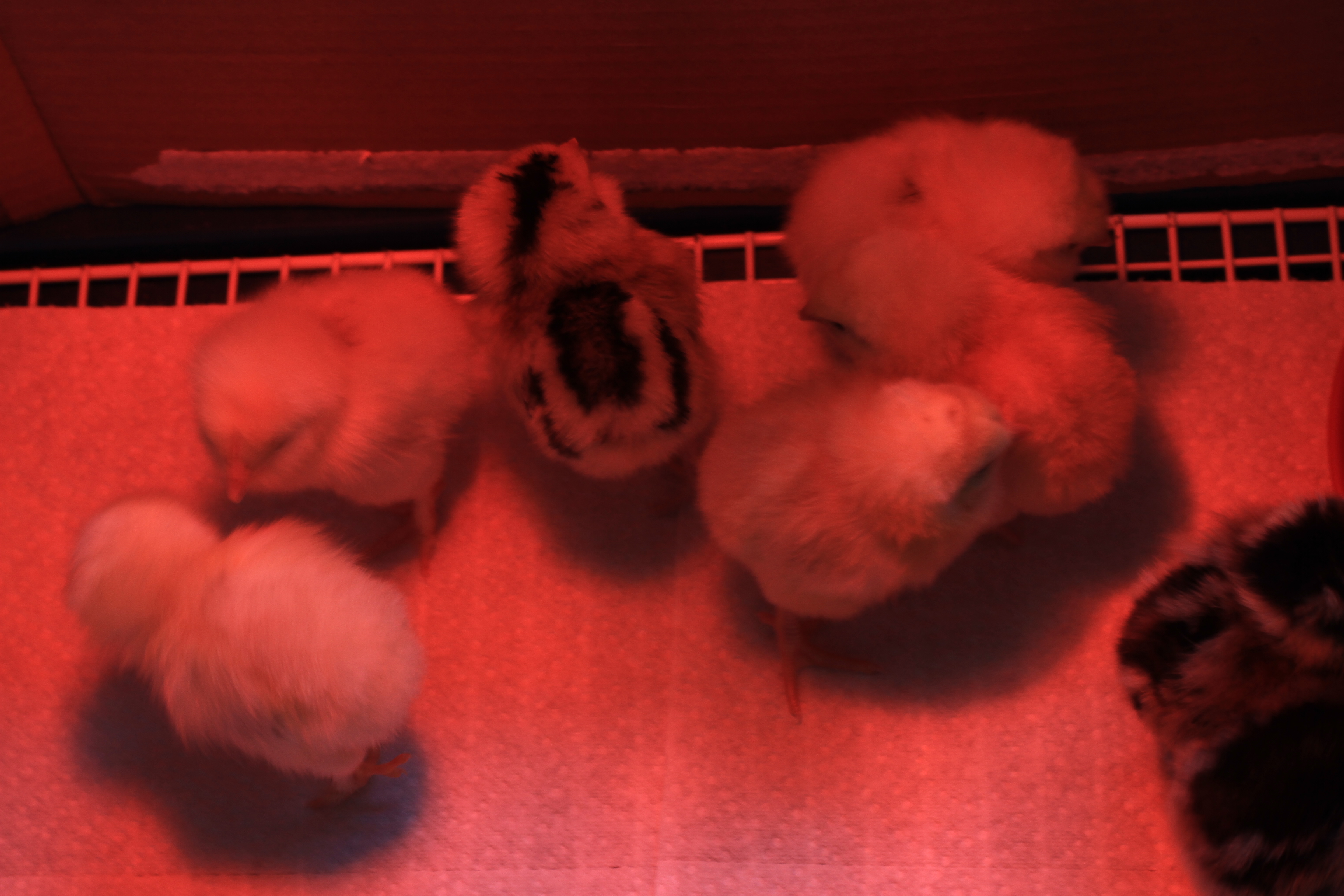 Amerauncas, Chanteclers, Salmon Favorelles Chicks