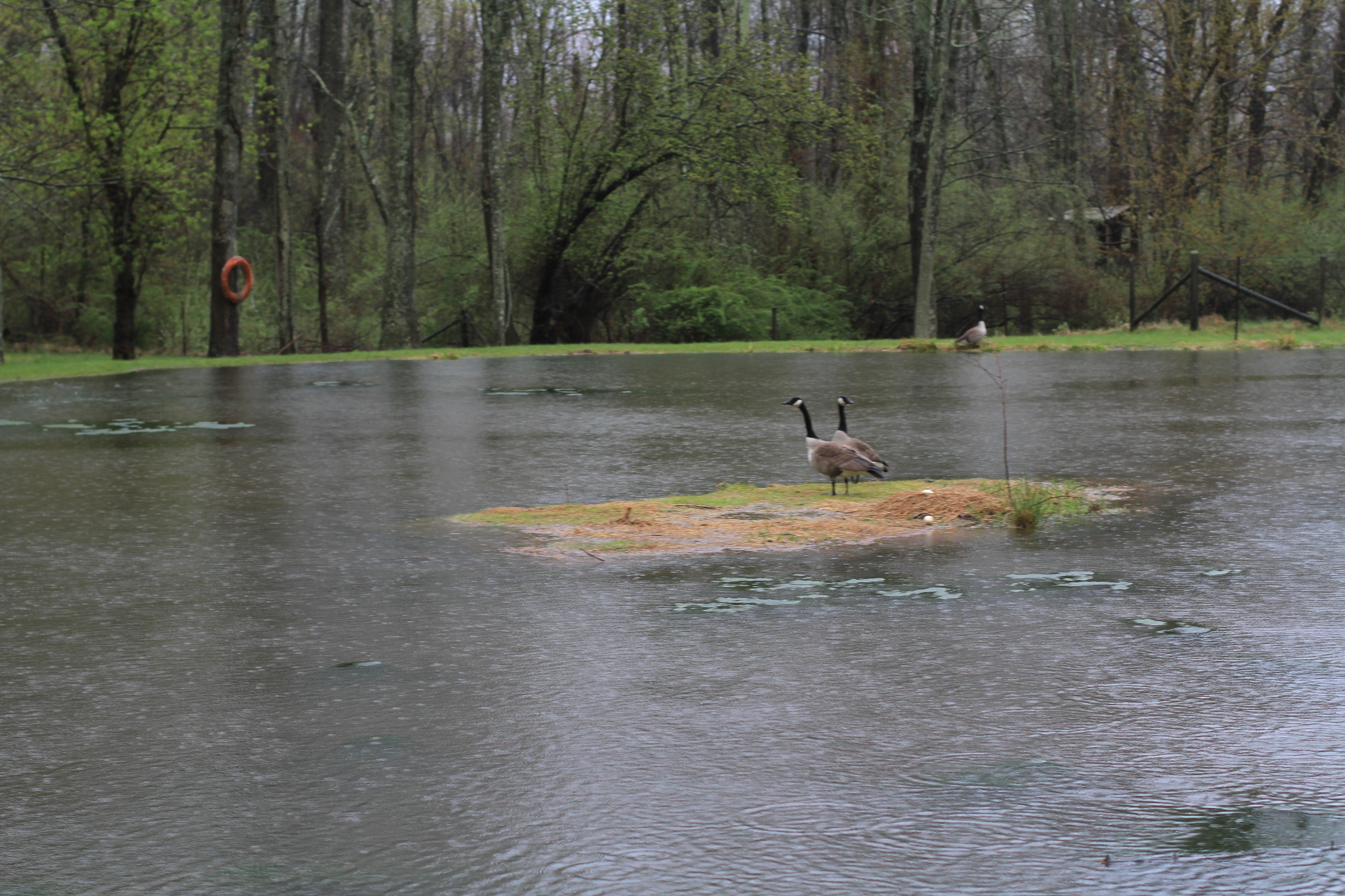 Geese on island in flooded pond