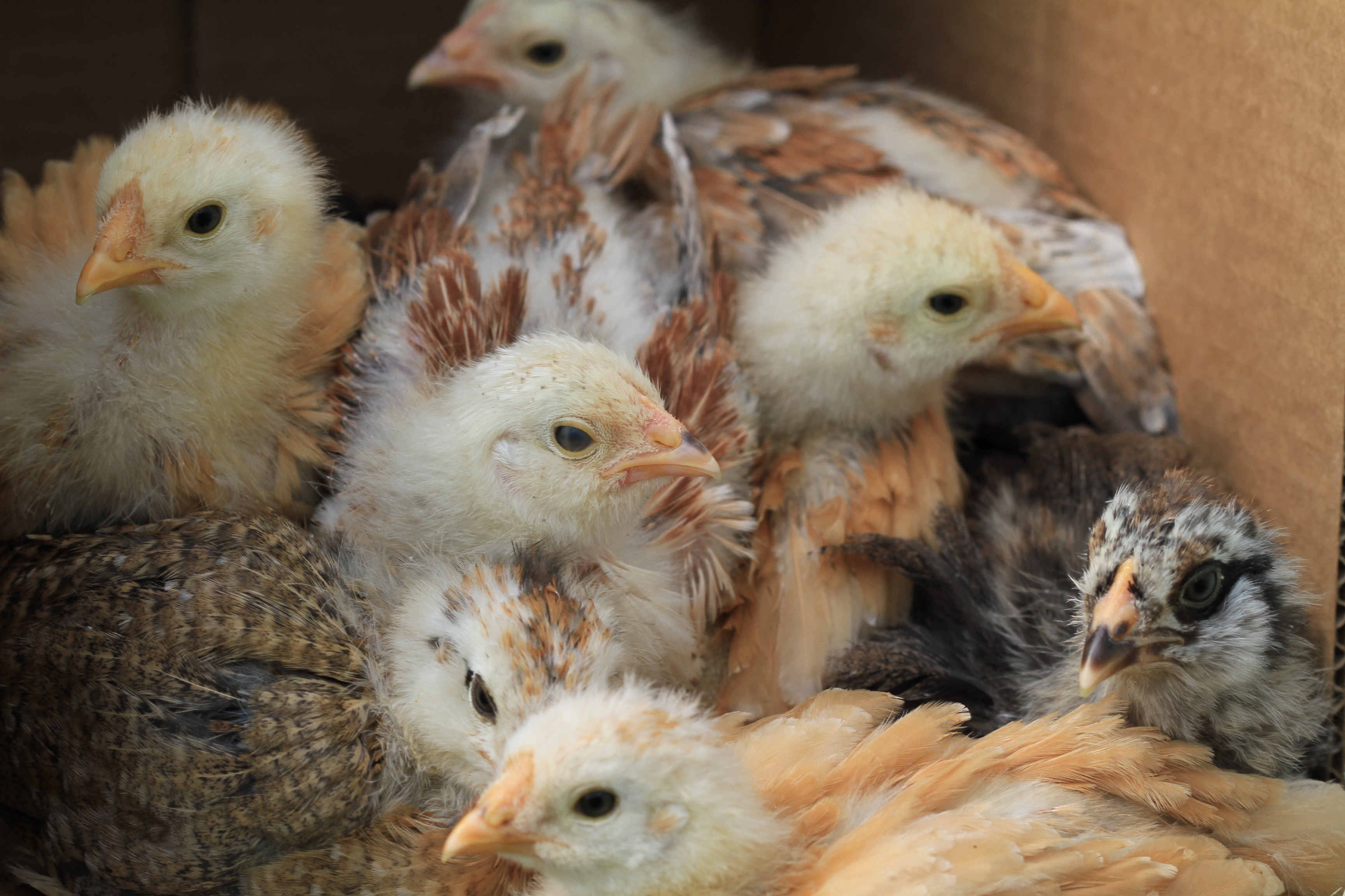 Baby Chicks 3 Weeks Old