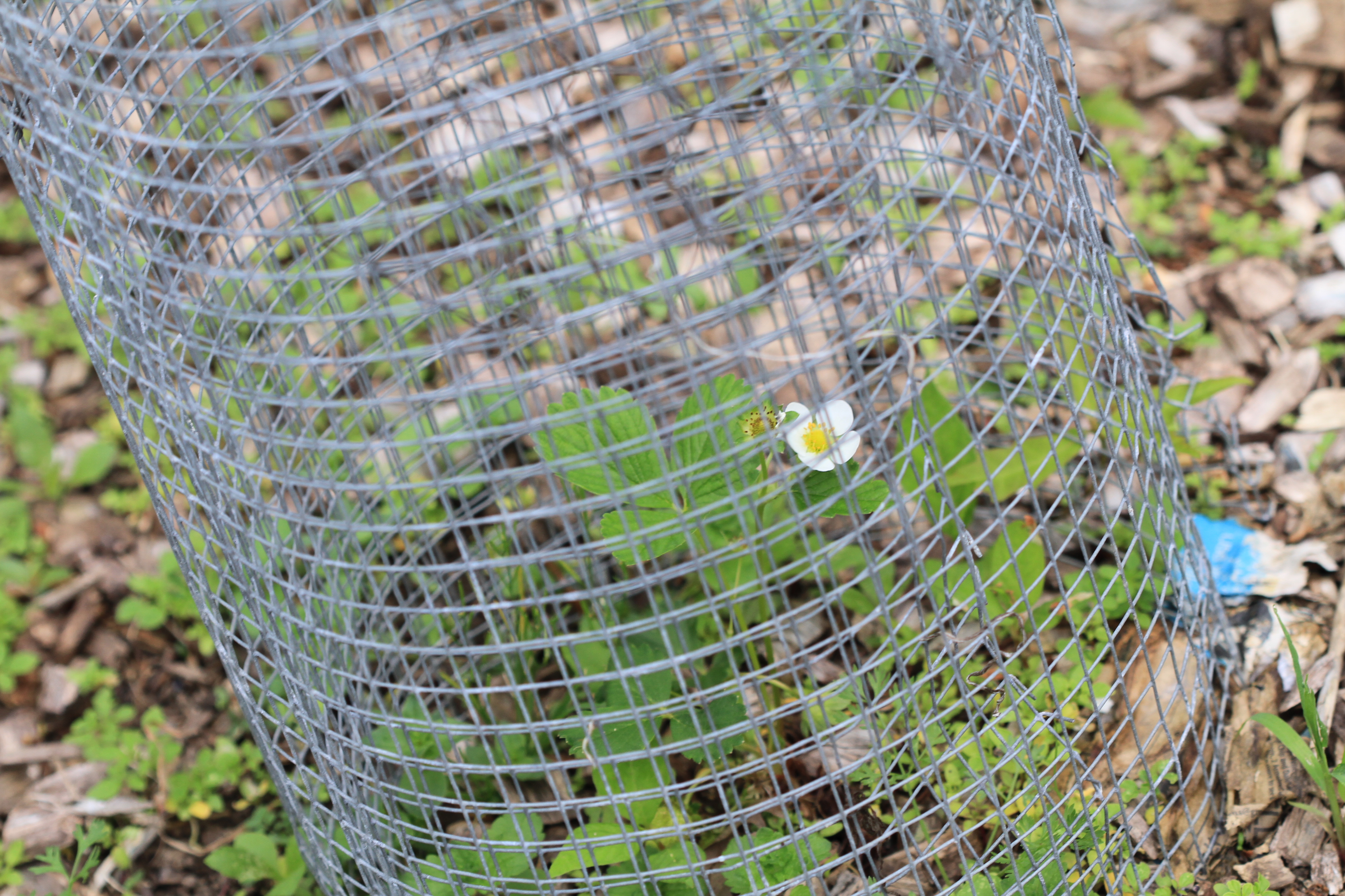 Only Way to Grow Strawberries in the Wilds of Central NJ