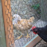 Australorp Hen Meets Salmon Favorelle Chick 4 Weeks Old