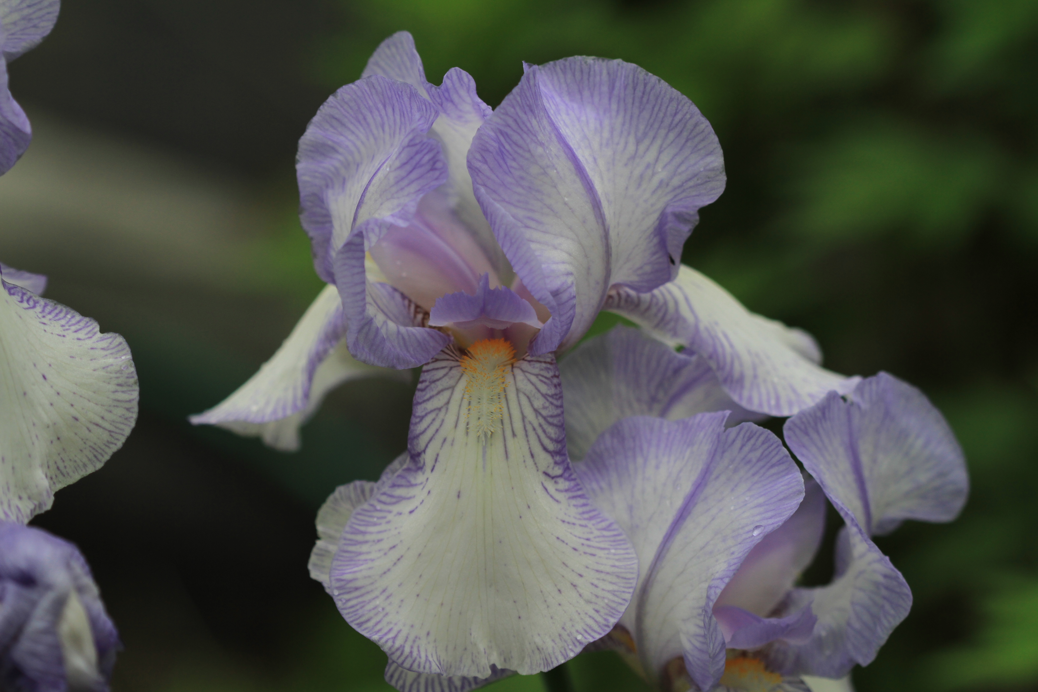 Lavender and White Iris