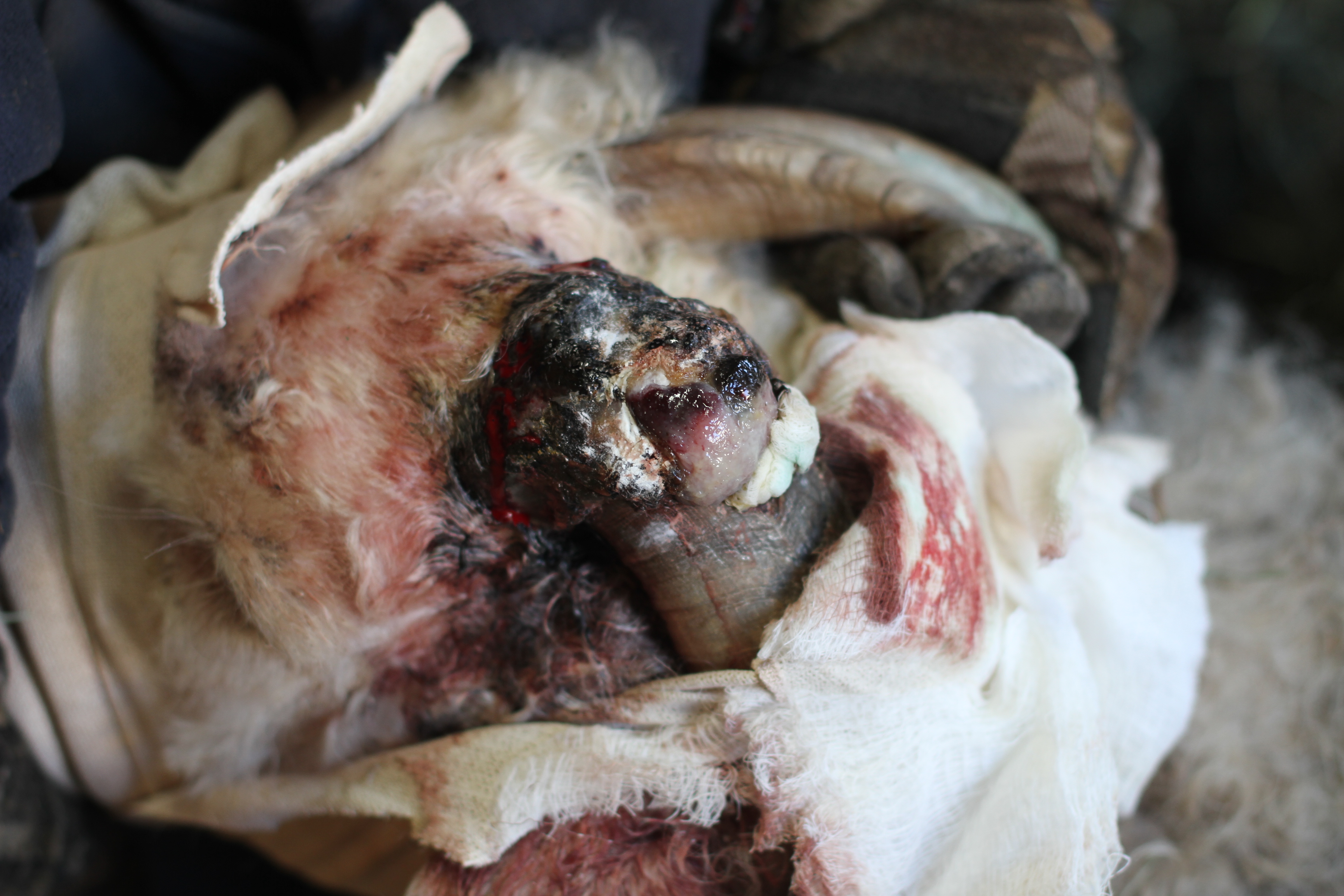 Bandage Change Before Horn Removal