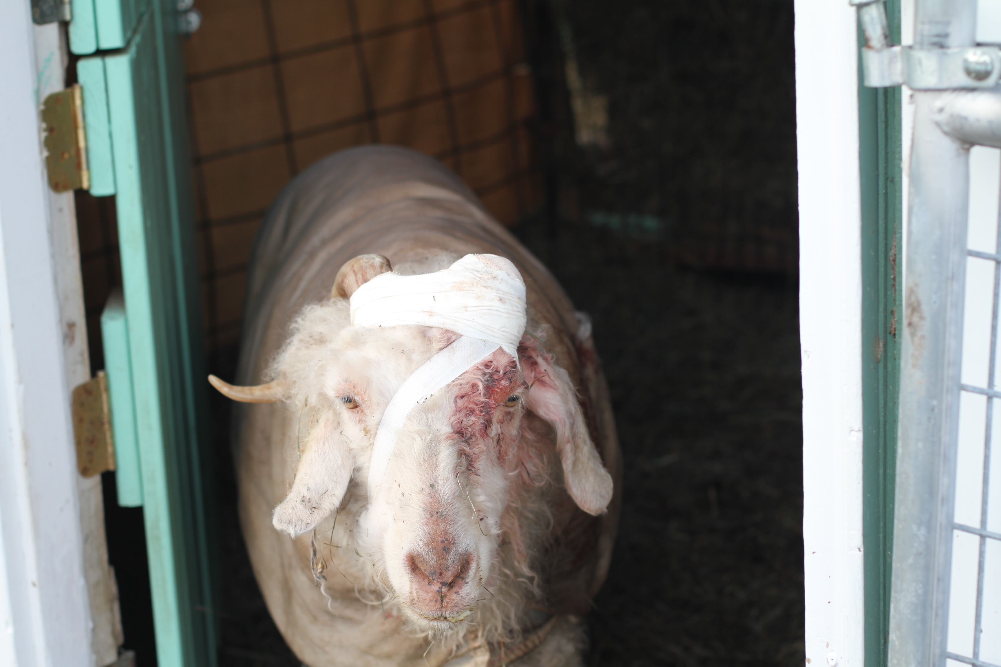 Roberto Day After Horn Removal
