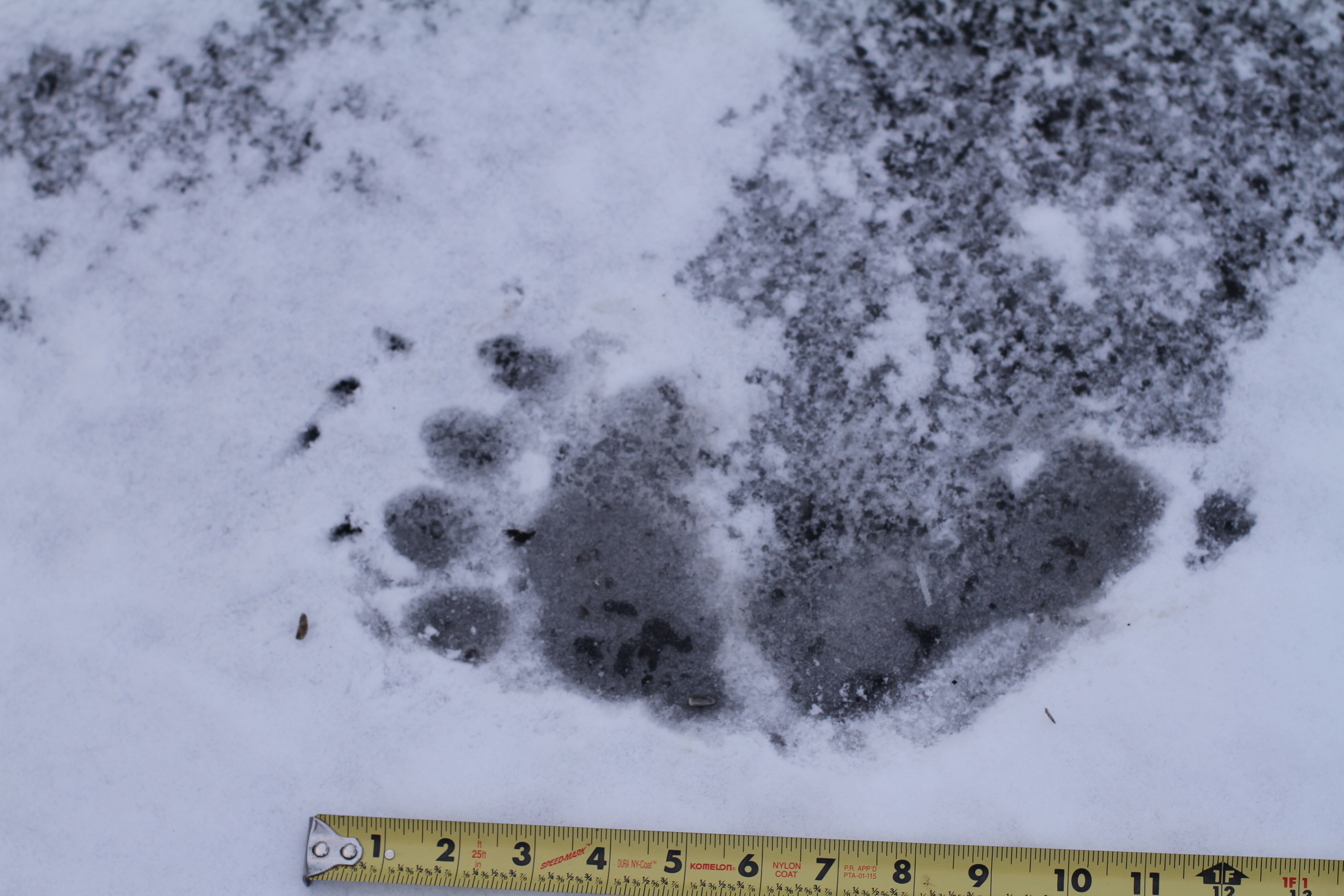 Black Bear Prints in Snow