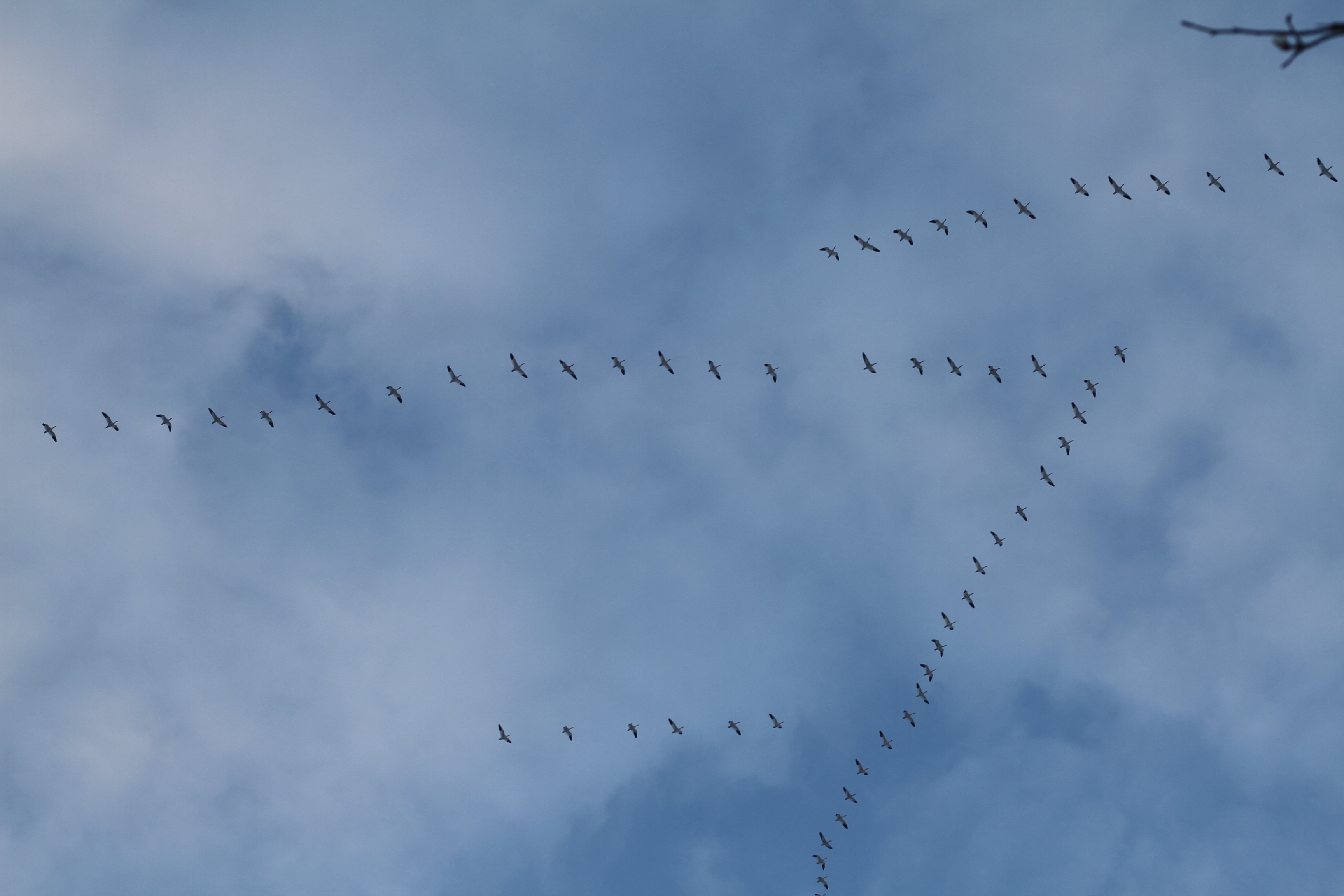 Snow Geese at Sunrise