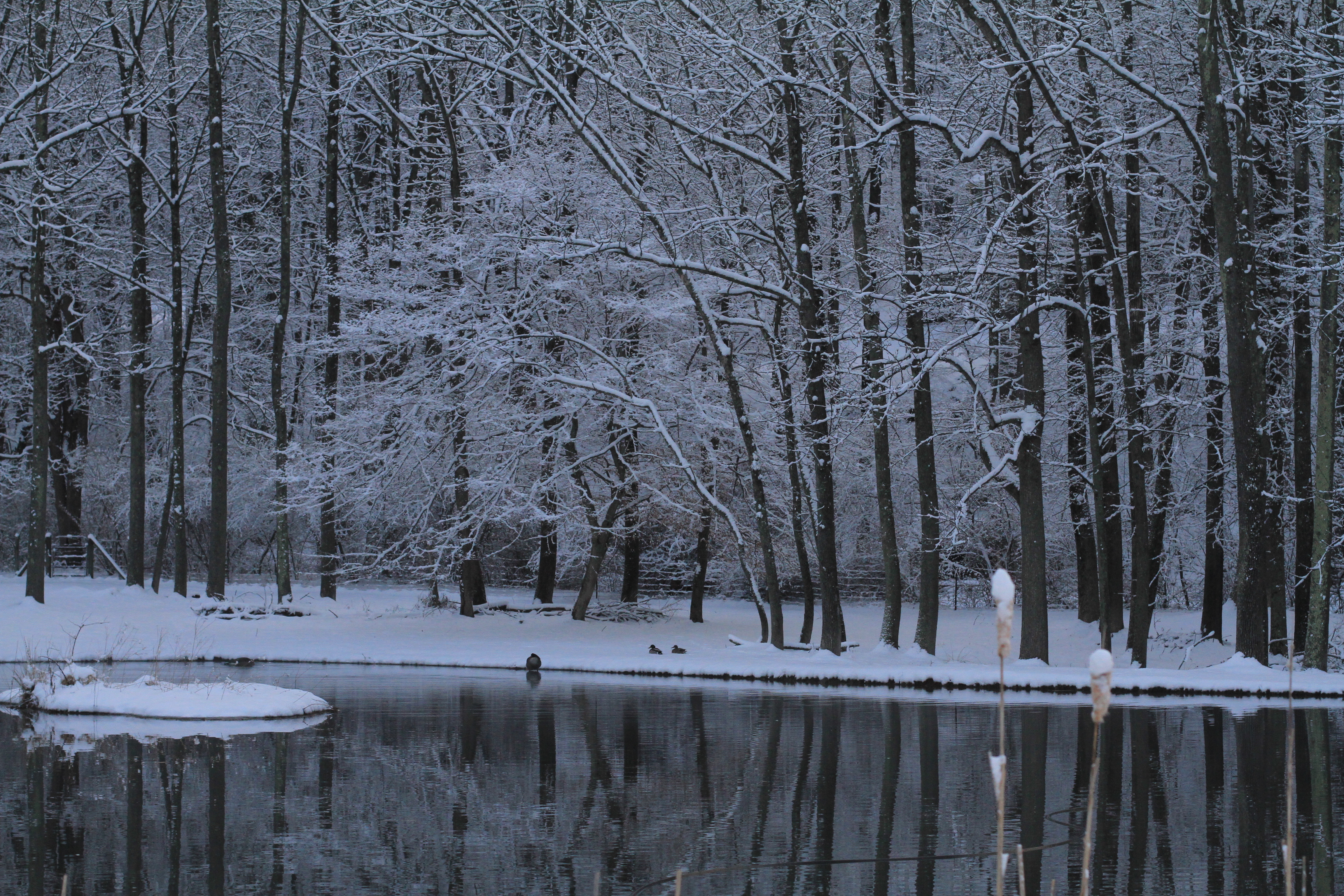 Pond with Ducks and Geese