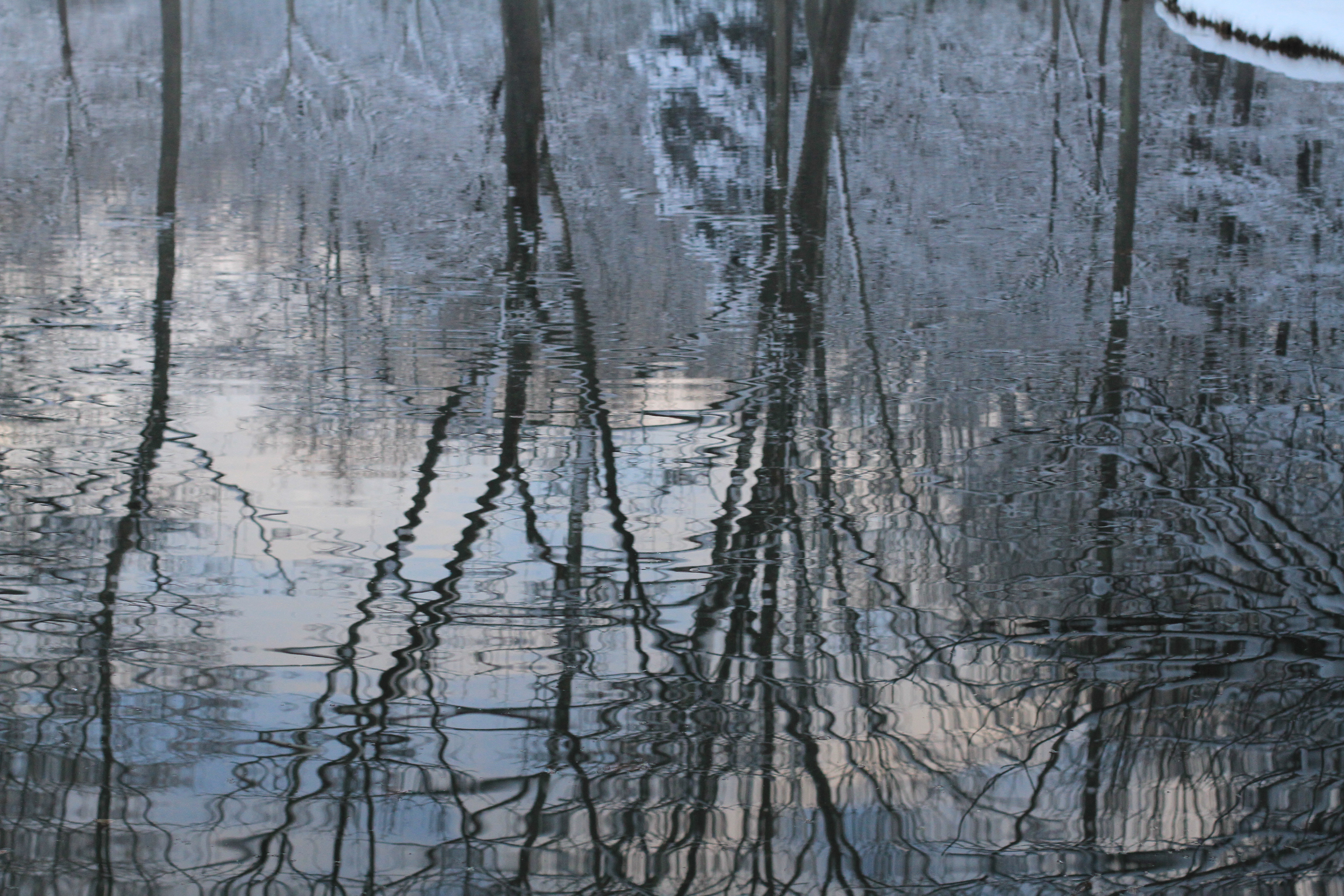 Reflections in Pond