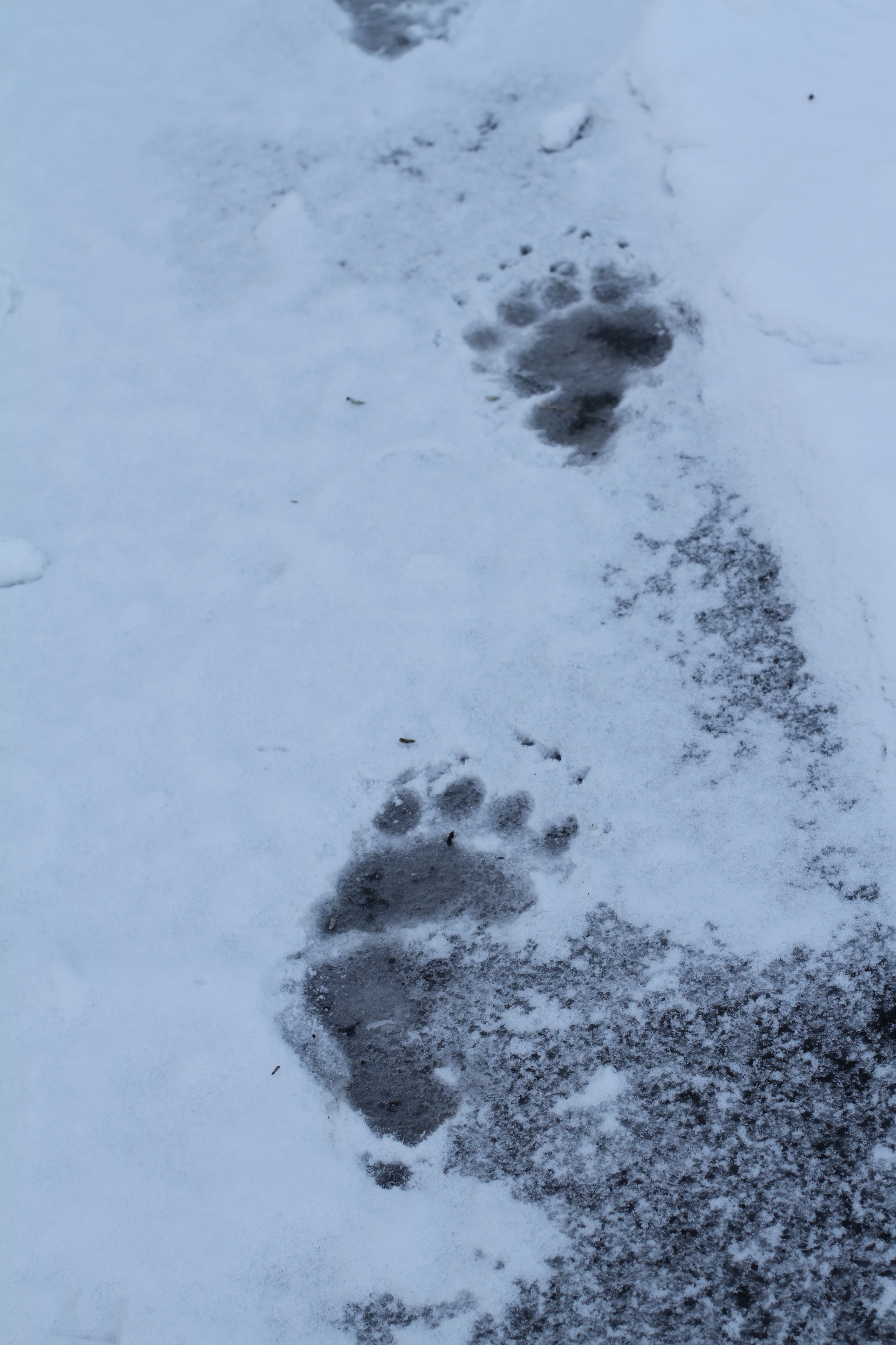 Black Bear Prints in Snow