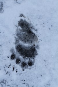 11 Inch Bear Print in March Snow