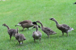 Young Geese with Parents 