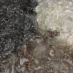 Mohair Fleeces