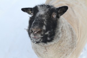 TyDye (Shetland Sheep) in the snow