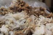 Constance Shetland Ewe S15 Fleece