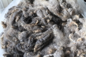 Coopworth Ewe Fleece 2007 