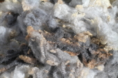 Pershia S15 Shetland Ewe Fleece