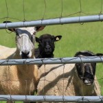 Bella, TyDye and Sweets at Fence