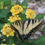 Swallowtail on Flowers