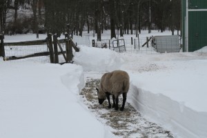 TyDye EAting Grass in the Snow