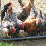 Delaware, Australorp, Dominique, Ameraucana Hens