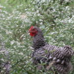 Dominique Hen in Wildflowers
