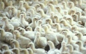 https://extension.umd.edu/sites/extension.umd.edu/files/_images/locations/queen_annes_county/LESREC_chickens.jpg